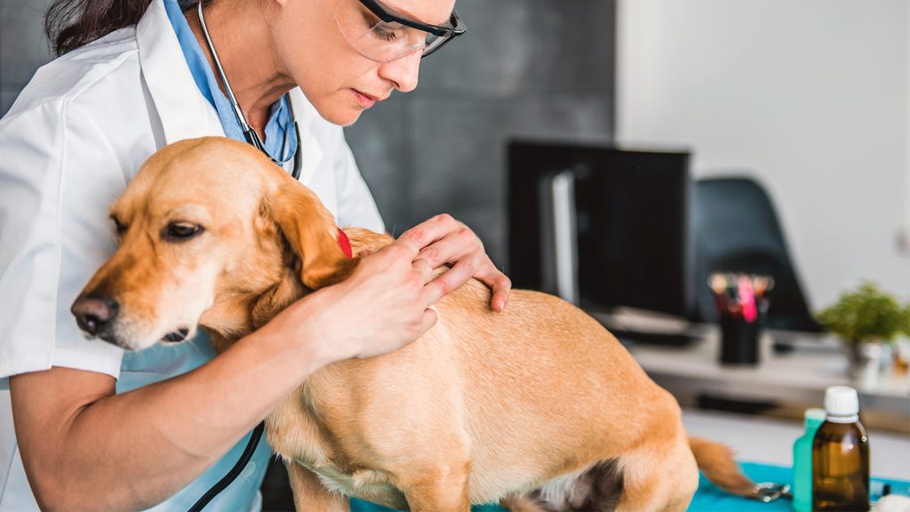 Köpeklerde mukokutanöz piyoderma klinik bulguları ve tedavi seçenekleri