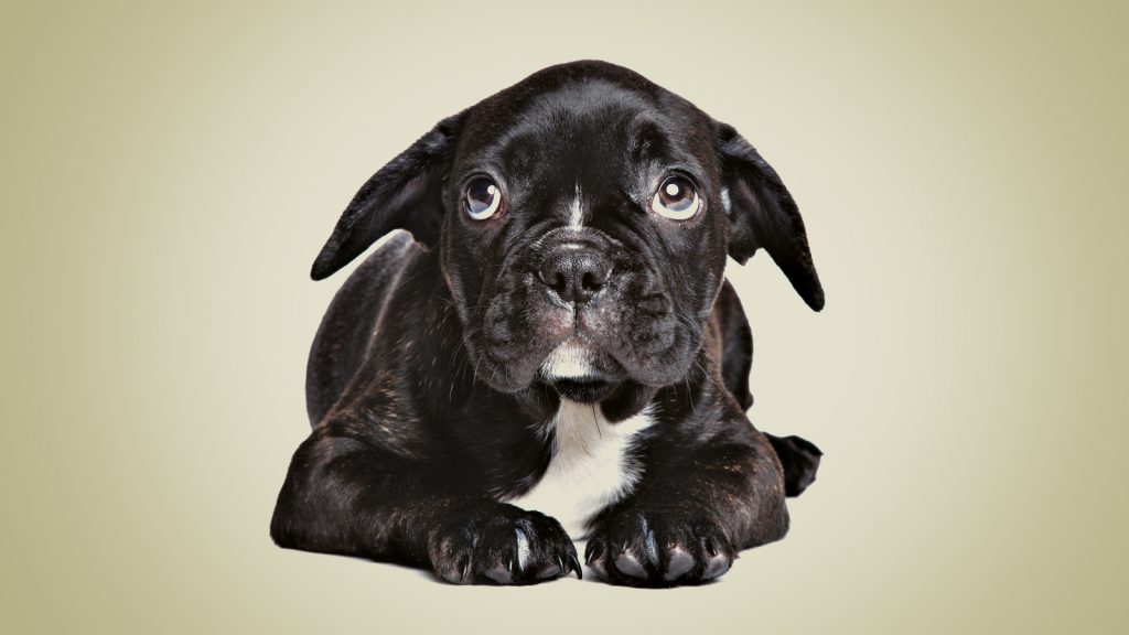 Bilim insanları “yavru köpek gözlerini” açıklıyor