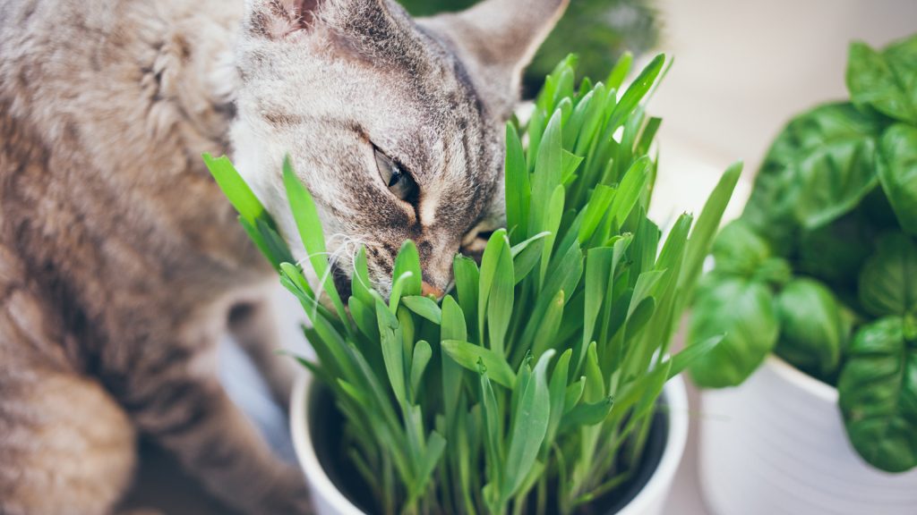 Kedilerin neden  ot yediği konusunda yeni görüşler var