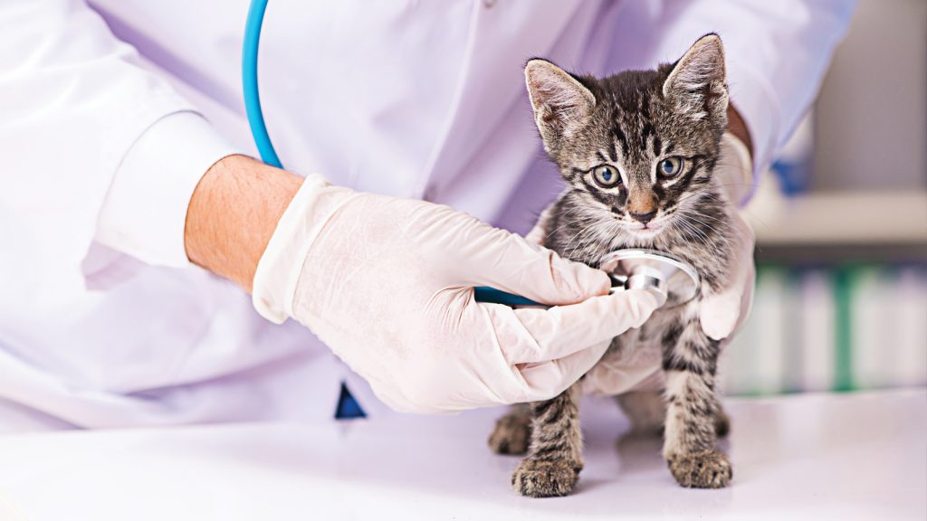 Kedilerde kalp hastalıklarına diyagnostik yaklaşım: NT-proBNP ölçümü ile kalpteki gerilim ve stresin tespit edilmesi