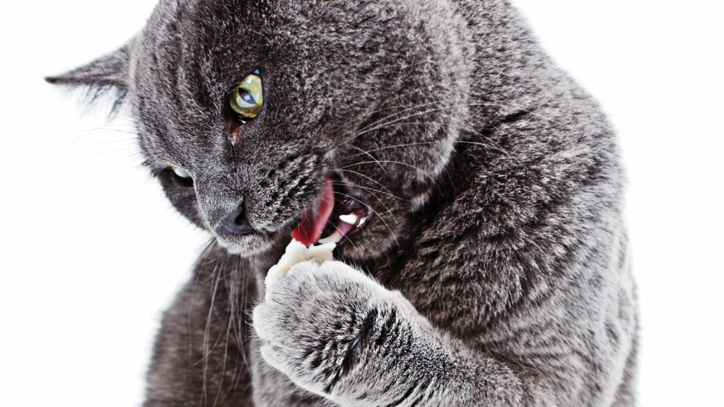 Hidrolize diyetler kedi kusması ve ishali için faydalı olabilir