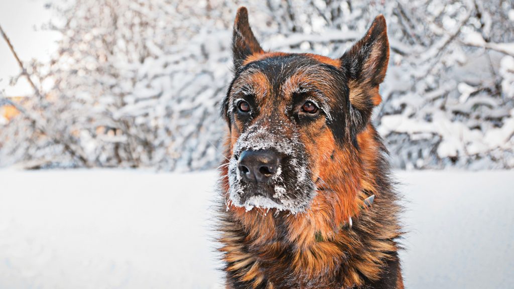 Soğuk havalarda antifriz zehirlenmesini akılda tutalım