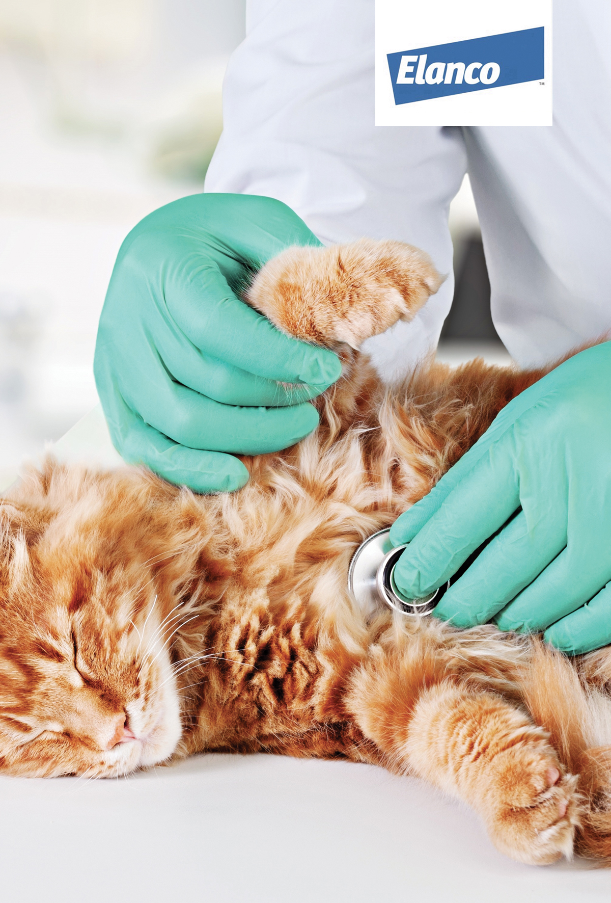 Kedilerde bağırsak parazitleri: klinikte tarama ve önleme