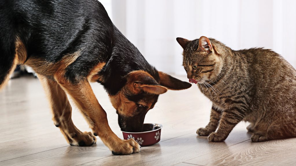 Kedi ve köpeklerde probiyotik ve prebiyotikler: doğru ve yanlışlar