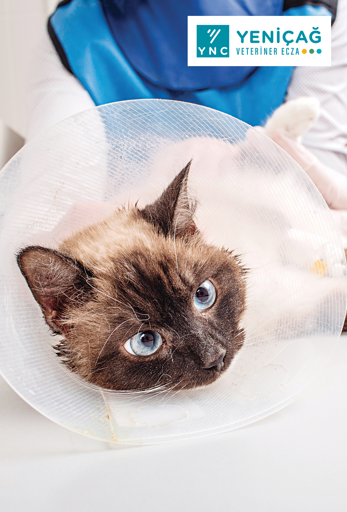 Evcil dostlarınız için sağlıklı adımlar: Eklem sağlığını korumanın yolları