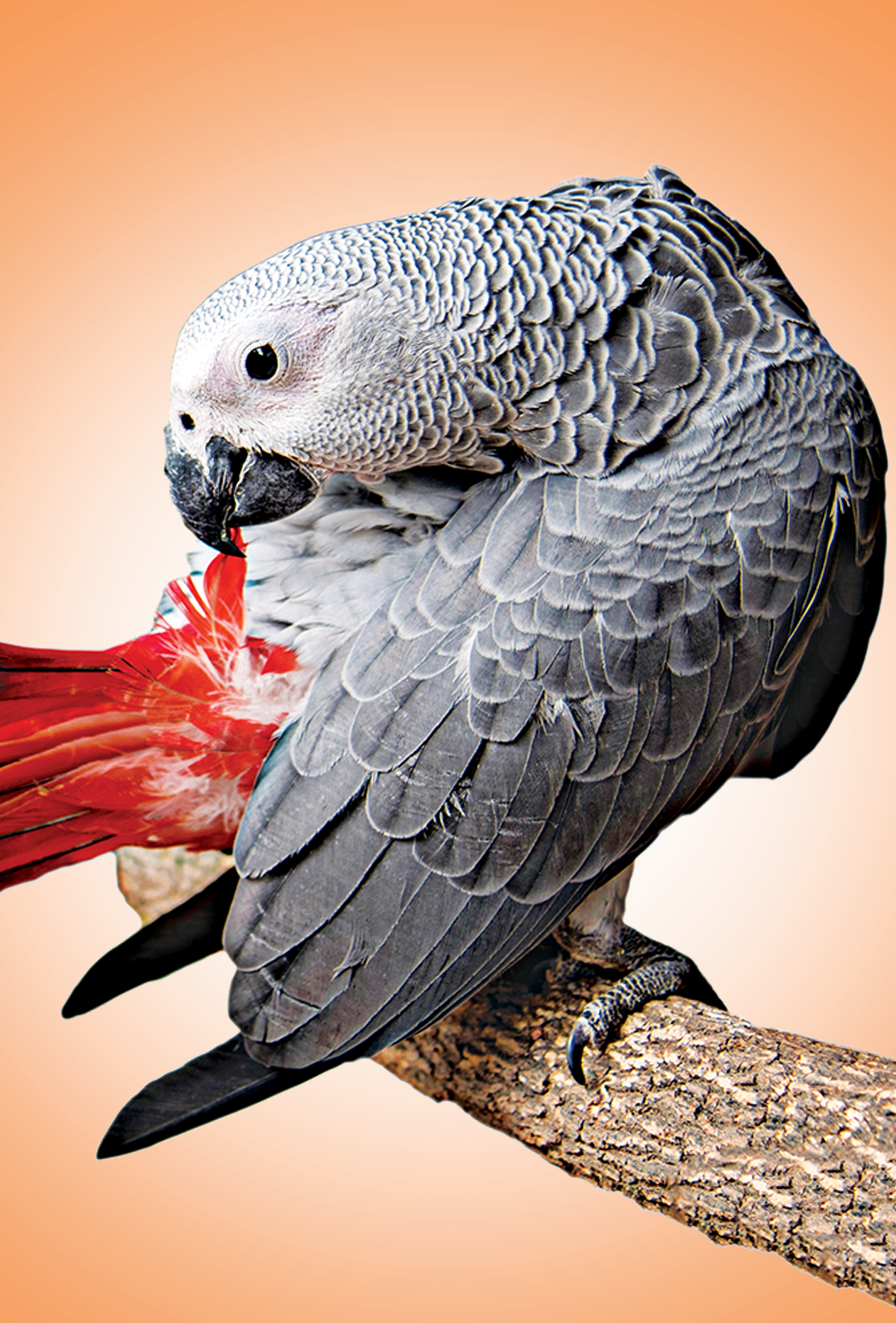 Papağanlarda tüy yolma problemi-hastalığı