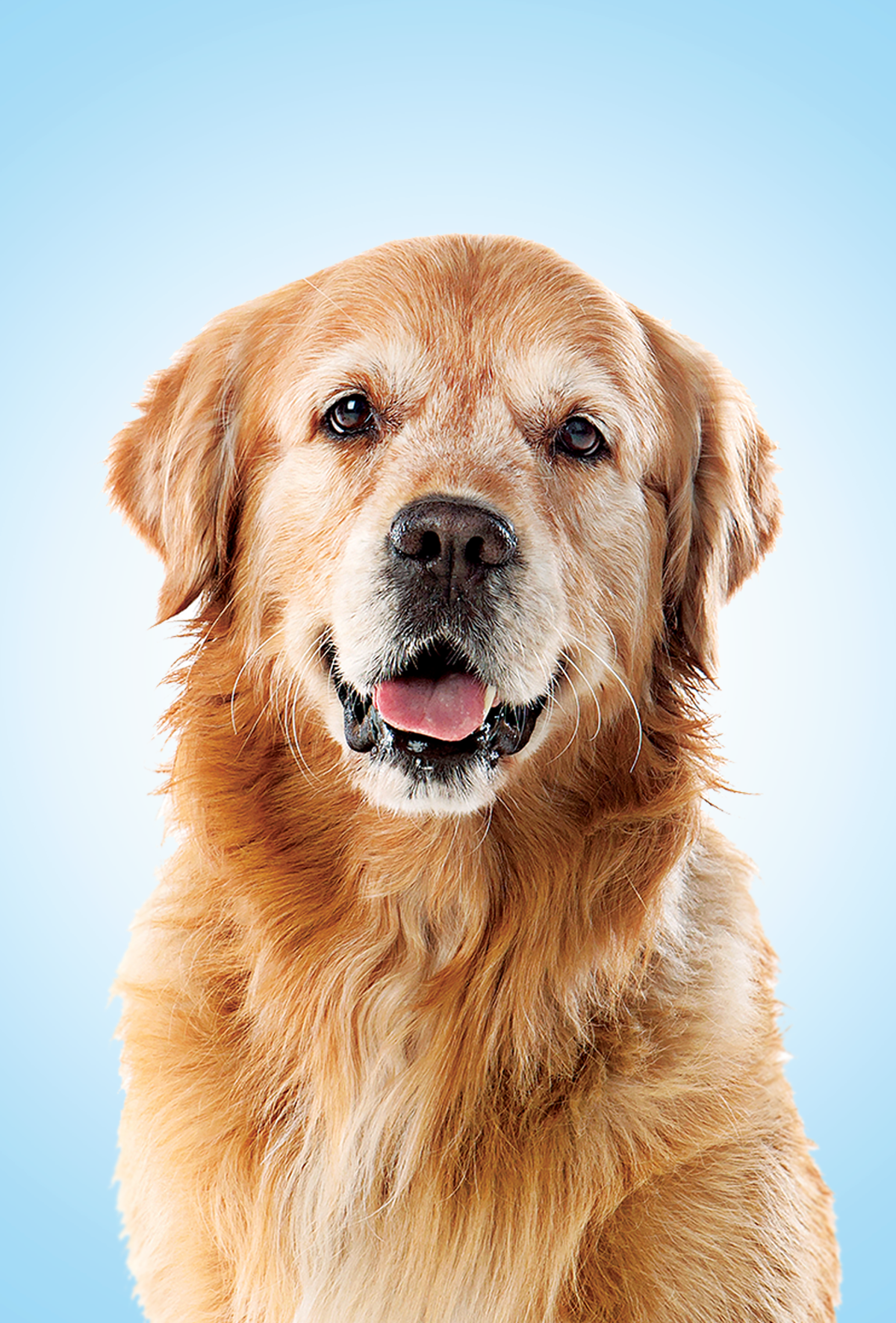 Golden Retrieverlar için umut