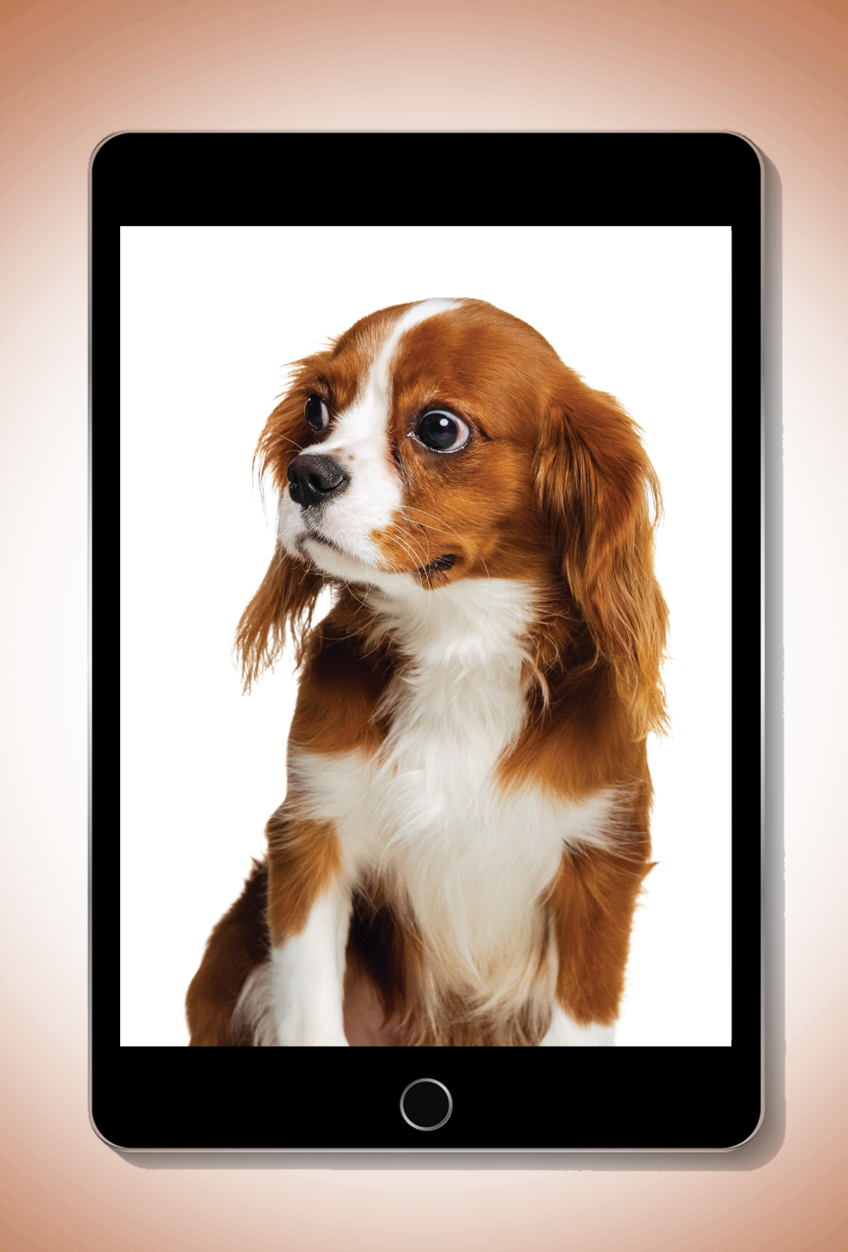 iPad tabanlı sperm motilite analizi: Köpeklerde üreme sağlığına 