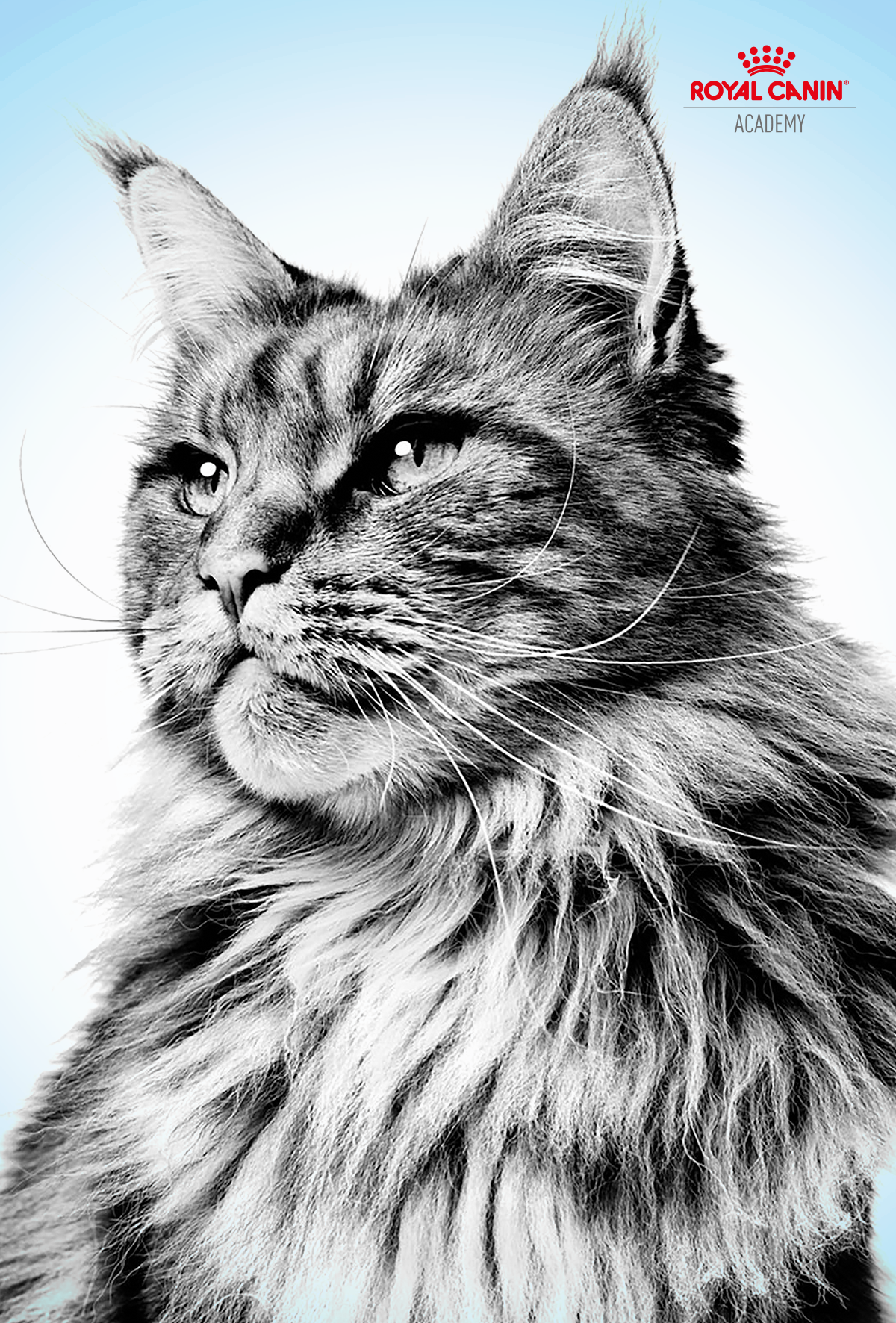 Royal Canin’den yenilikçi eğitim platformu: Royal Canin Academy