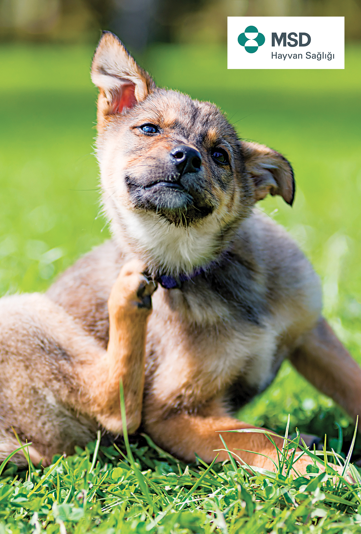Daha sağlıklı hayvanlar için bilim