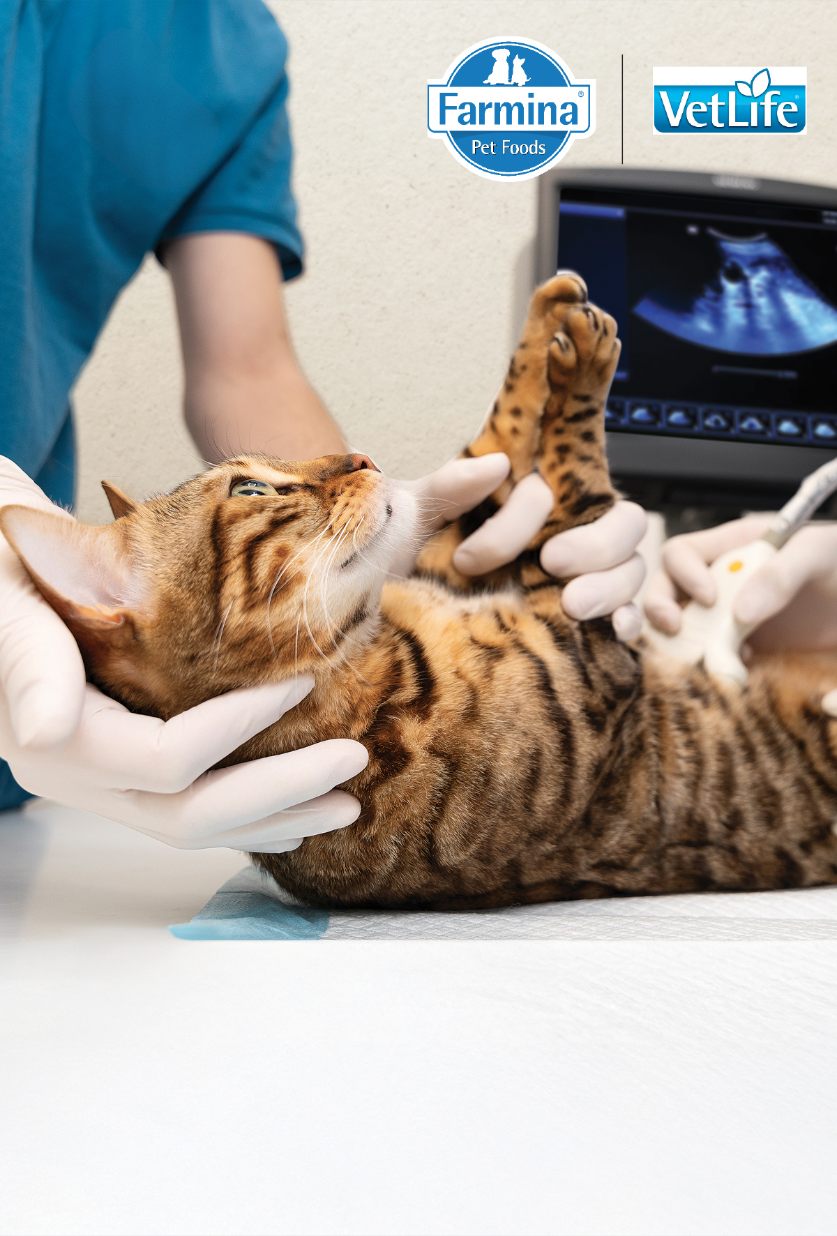 Kedilerde strüvitin beslenme ile yönetimi