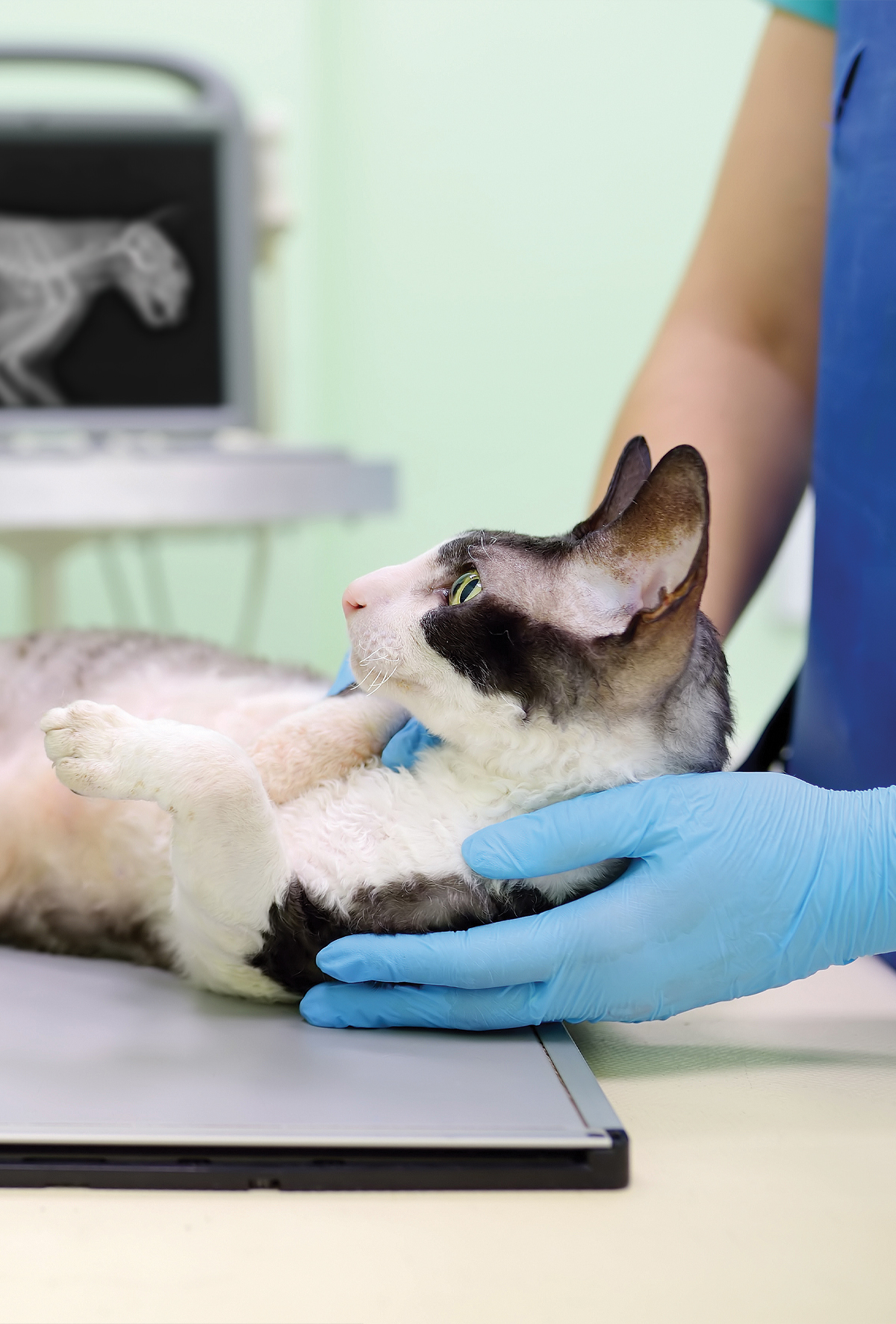 Kedilerde entübasyon sonrası trakeal yırtıklar