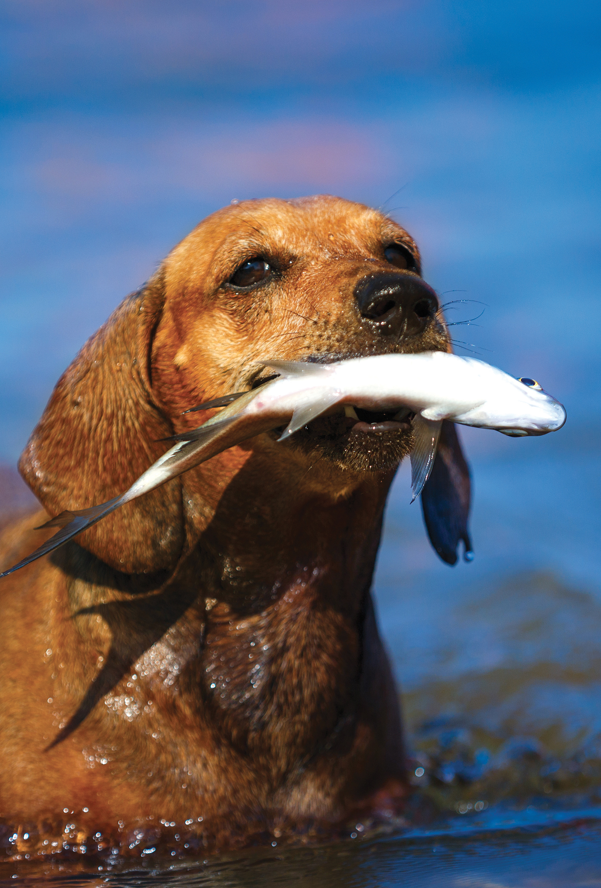 Kobalamin (B12) yetersizliği tedavisi