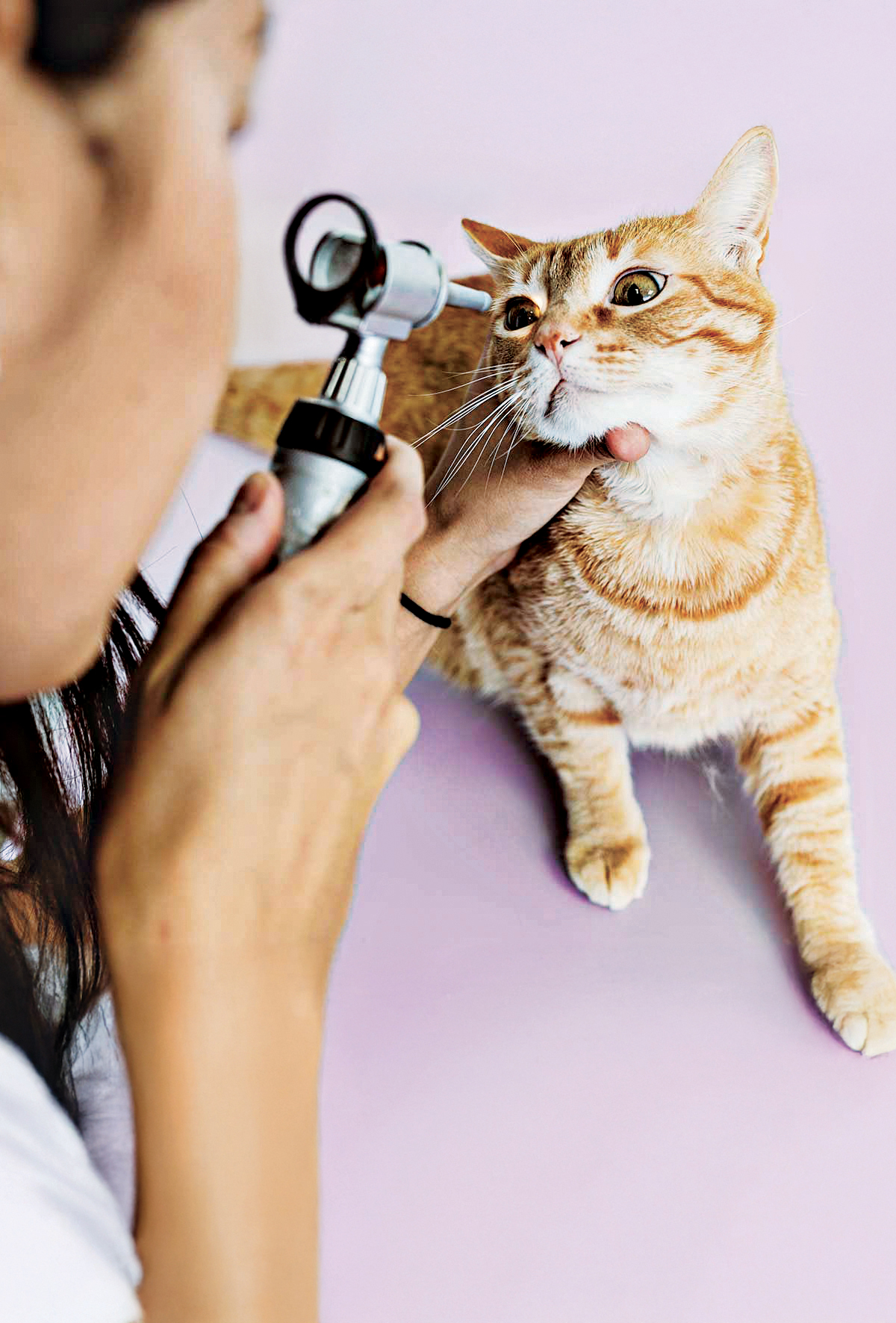 Kedilerde eozinofilik keratitis/Proliferatif keratitis