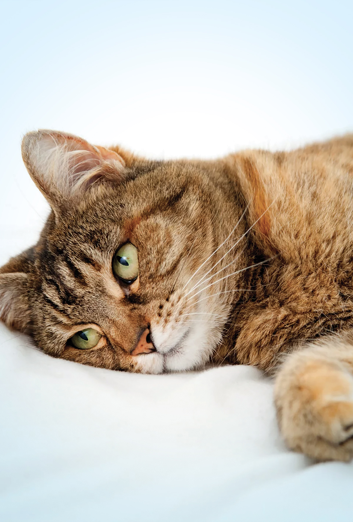 Kedilerde postoperatif ağrı yönetiminde multimodal yaklaşım