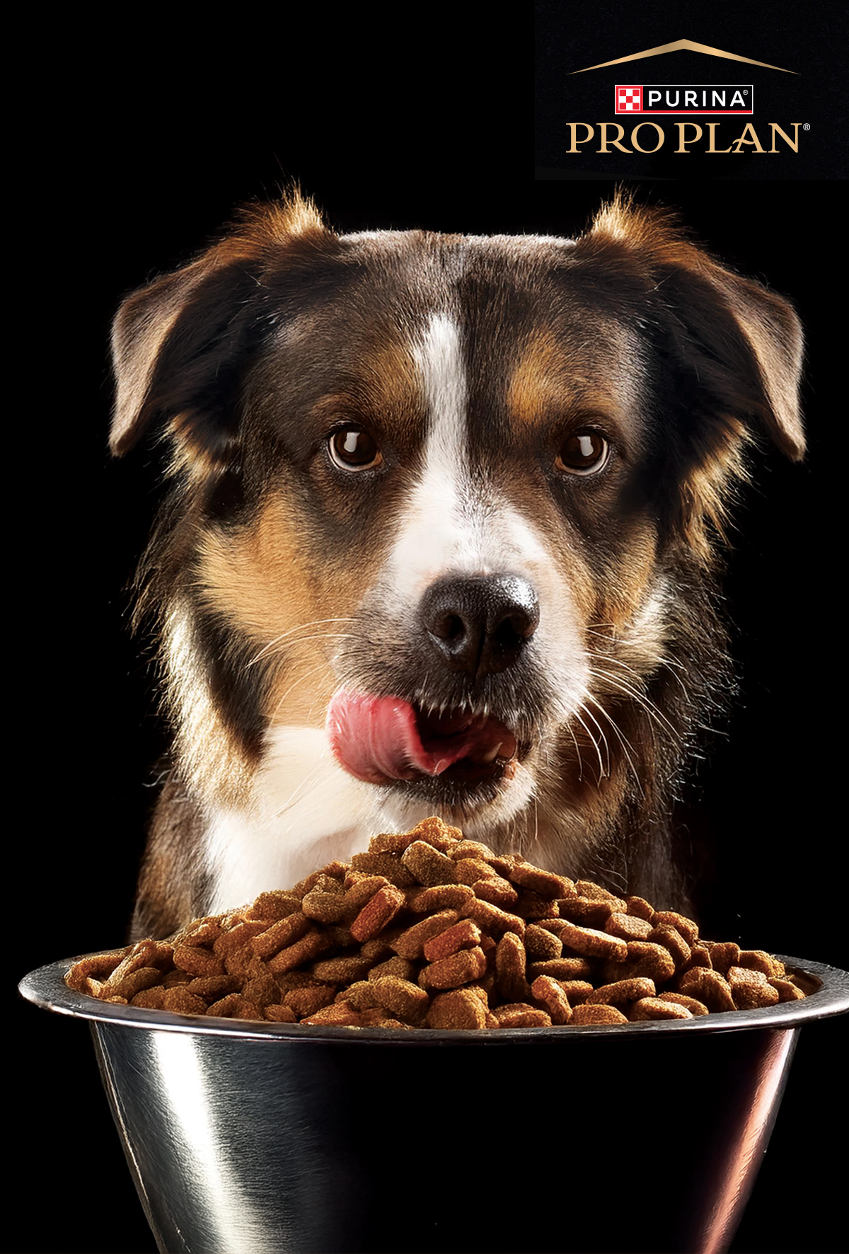 Evcil hayvan mamalarında kolostrum etkisi