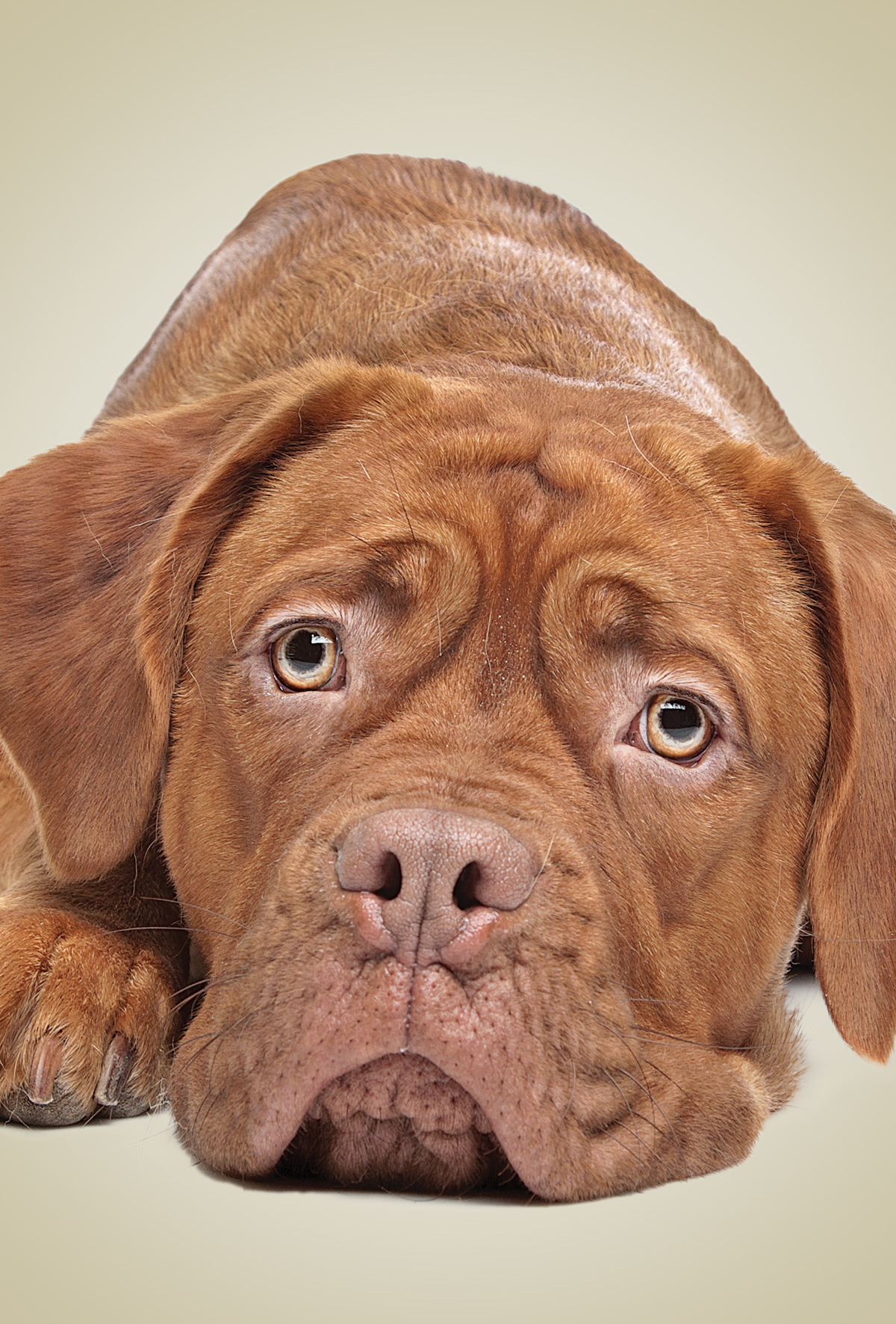 Köpeklerde ağrı hassasiyeti