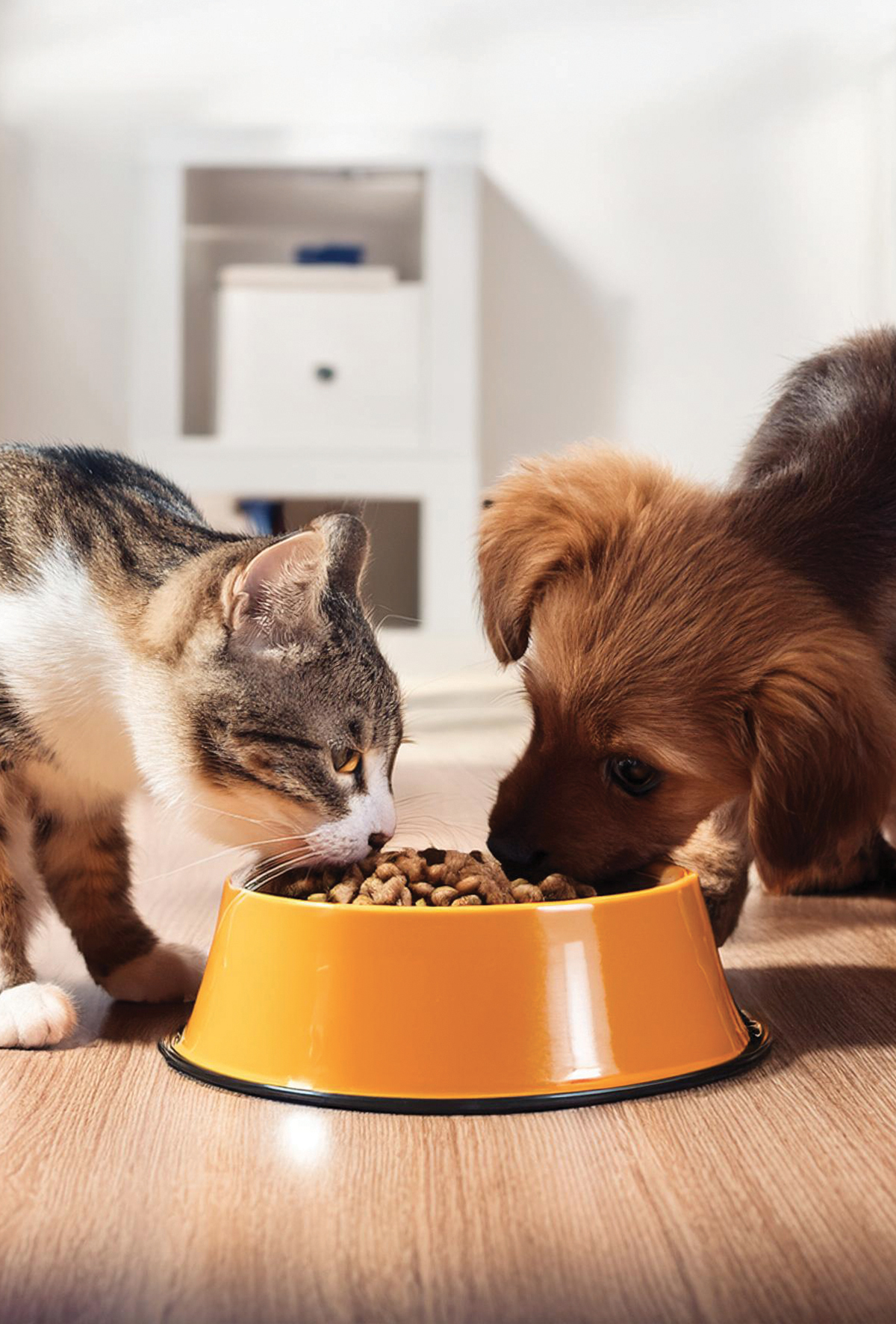 Reflex Plus ile güçlü eklemler ve sağlıklı yaşam yolculuğu