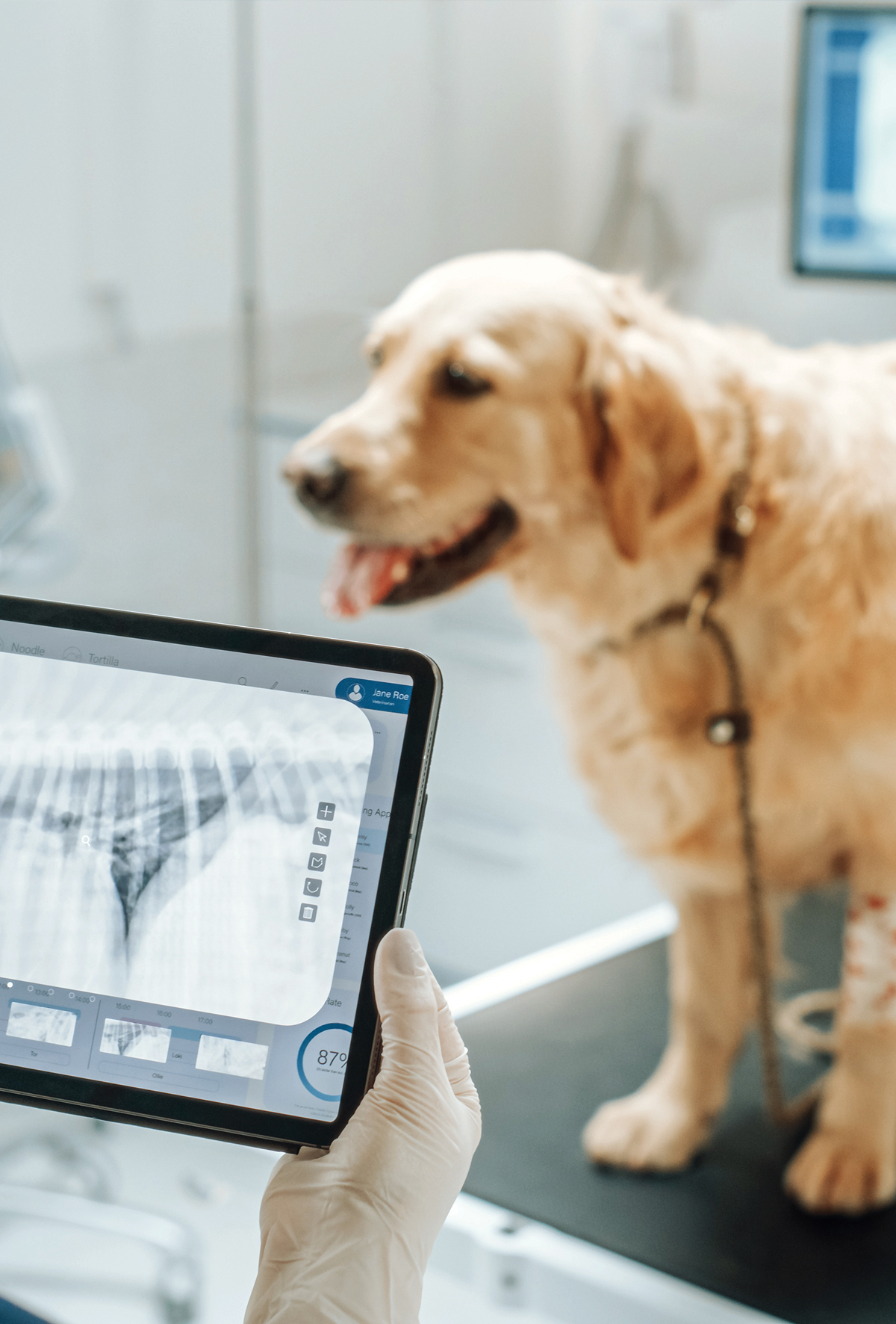 Kedi ve köpeklerde megaözefagusa yaklașım