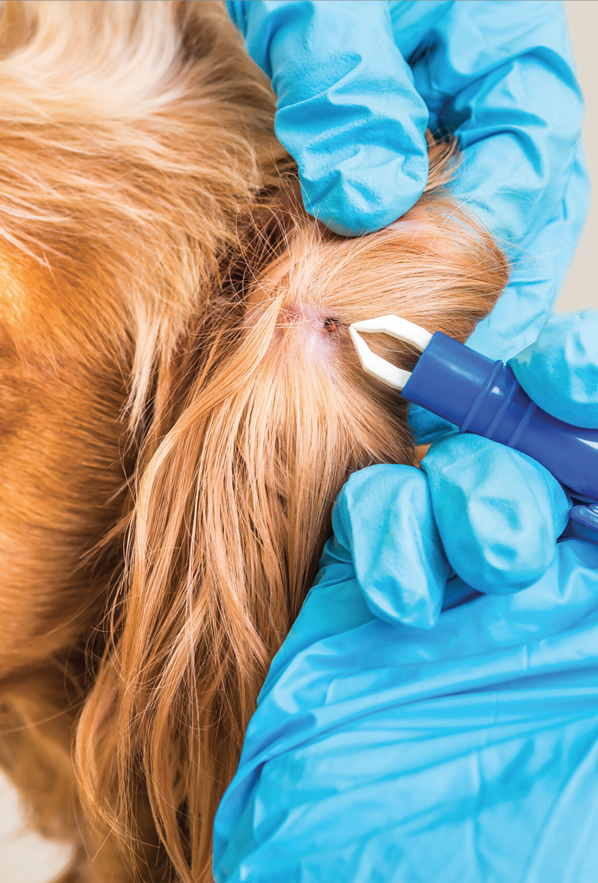 Rhipicephalus sanguineus sensu lato enfestasyonunu kontrol etmek için kullanılan imidacloprid / flumetrin’in etkinliği