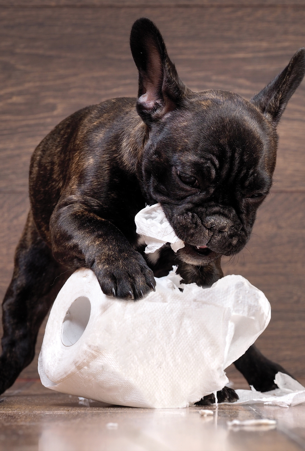 Kedi ve köpeklerde pika problemi