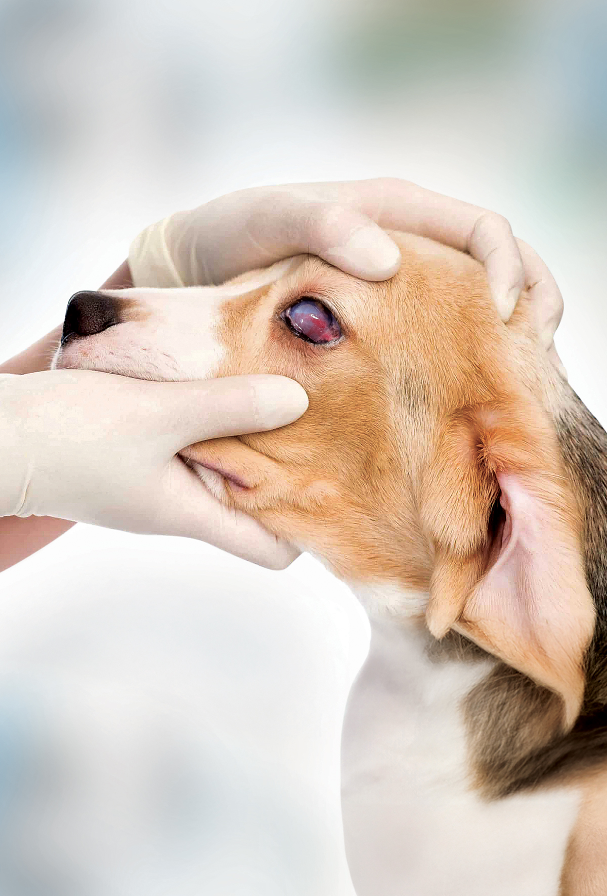 Köpeklerde Uberreiter sendromu: Klinik bulgular, tanı ve tedavi