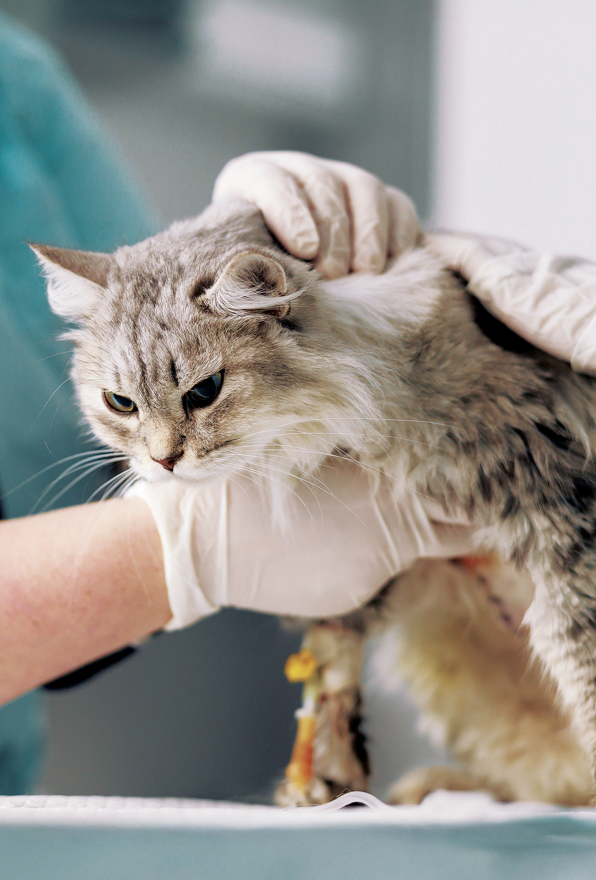 Üç büyüklerde yenilikler; FIV, FeLV, FIP üzerine güncel yaklaşımlar serisi – Bölüm 2