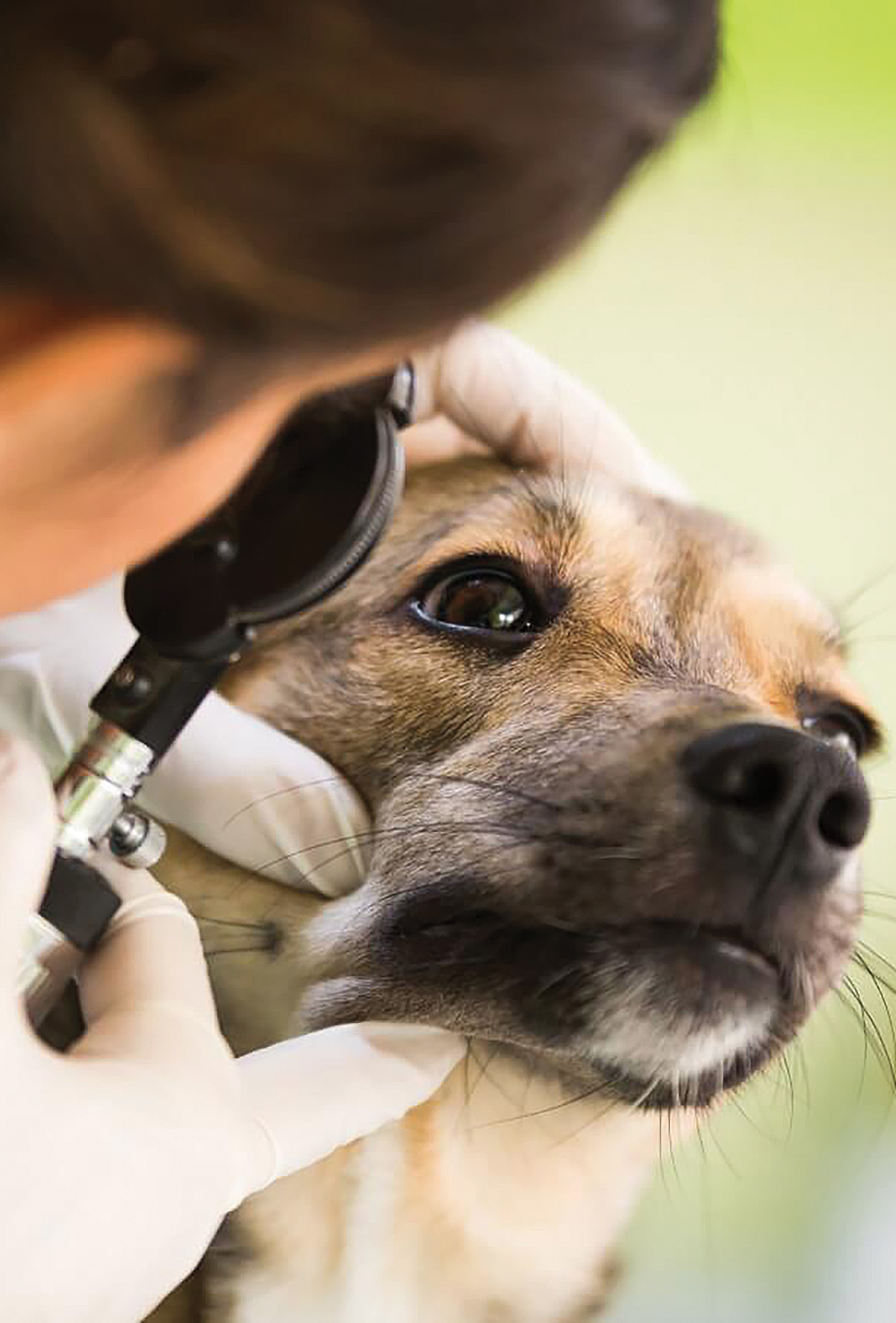 Bakteriyel keratit tedavisinde UV-C ışık umudu!