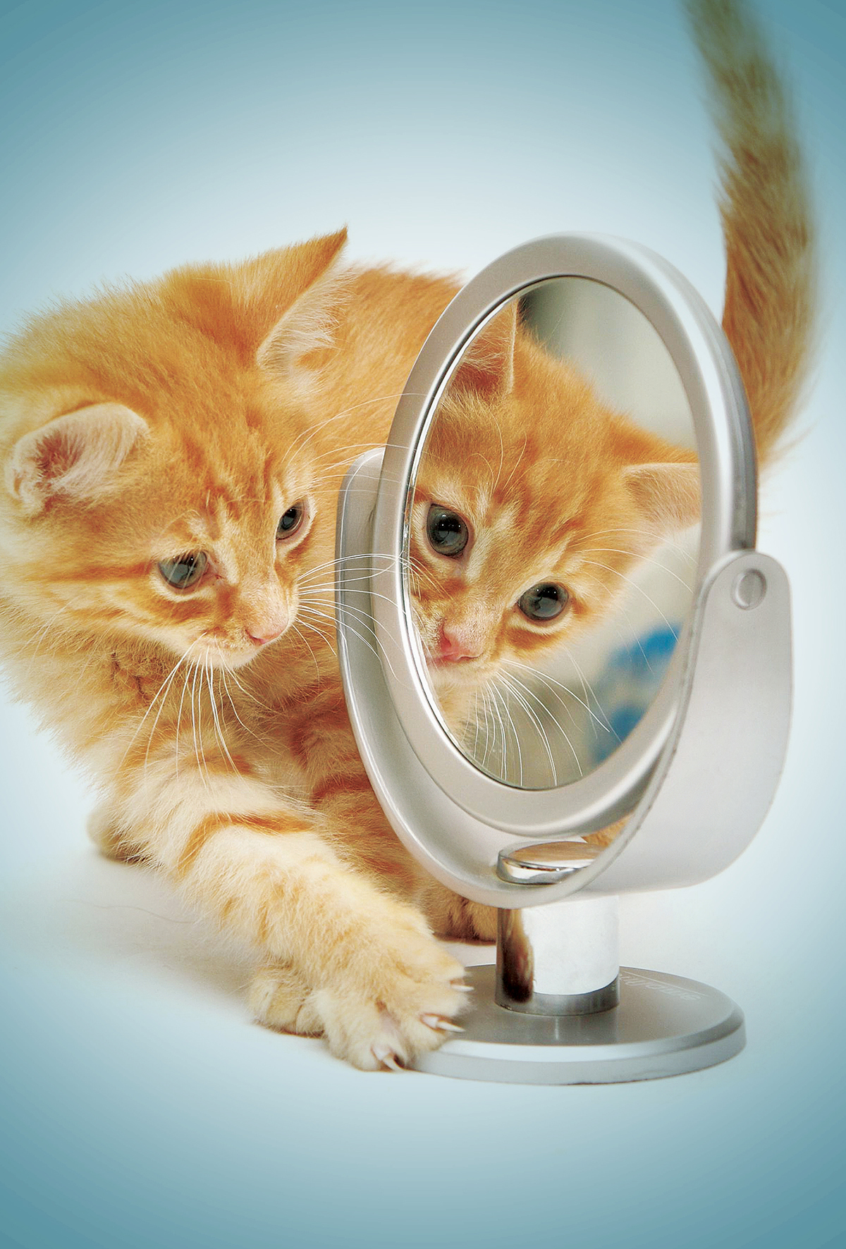 Ayna farkındalığına dair ilk bulgular