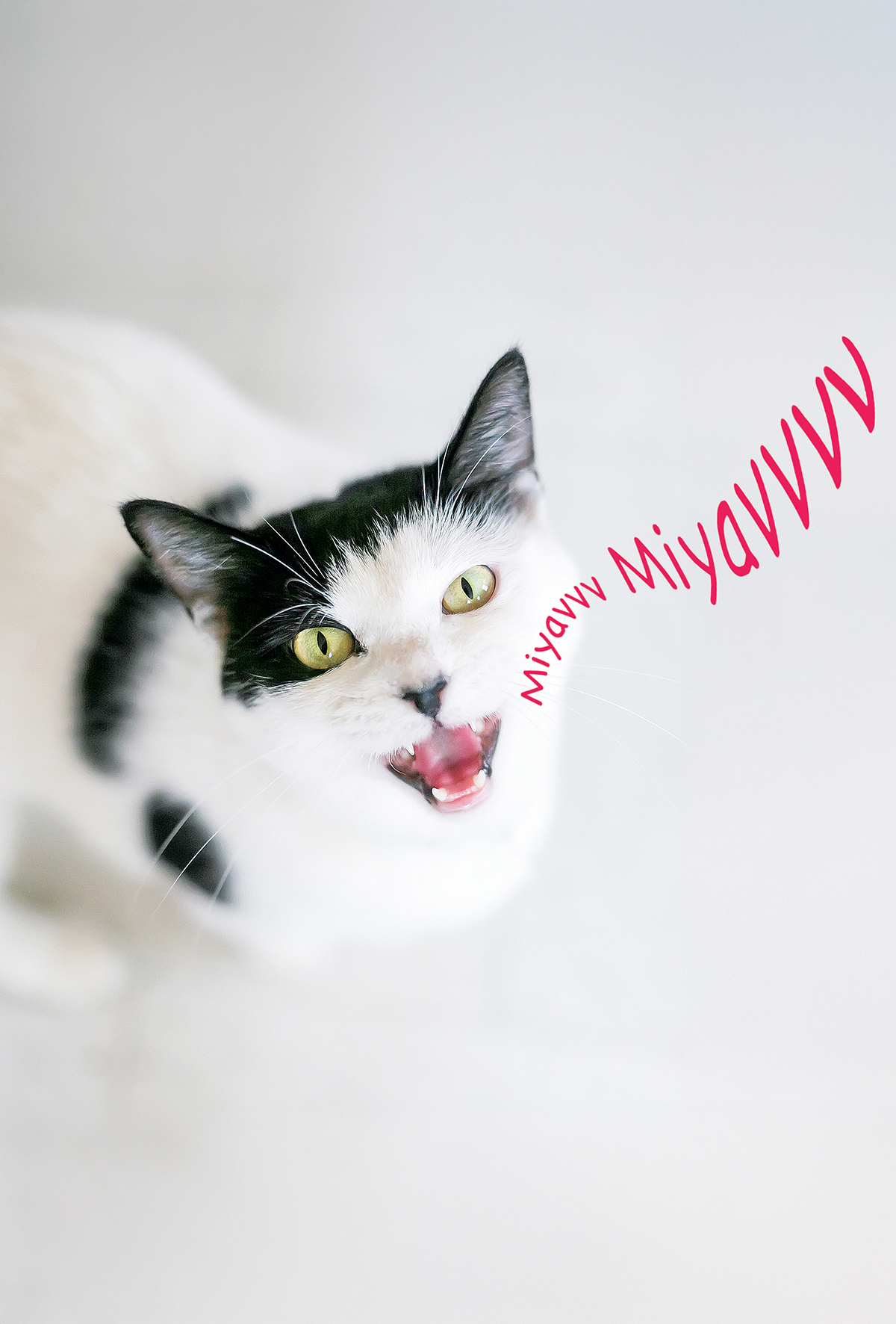 Kedilerin miyavlaması insanlara göre evrimleşti