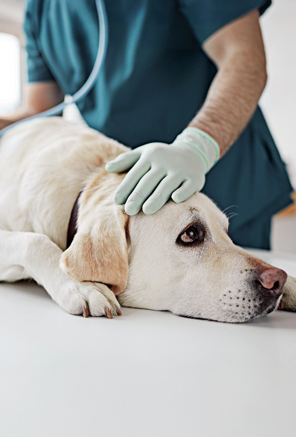 Köpeklerde aşırı duyarlılık reaksiyonları ve anafilaksi