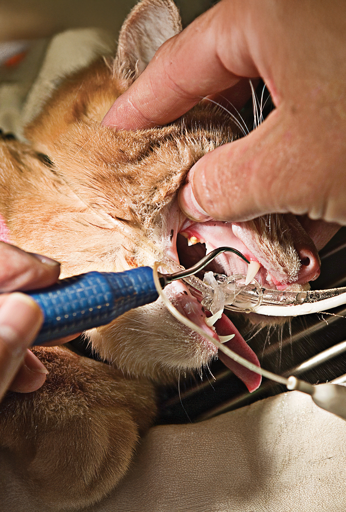 Acil orodental durumlar