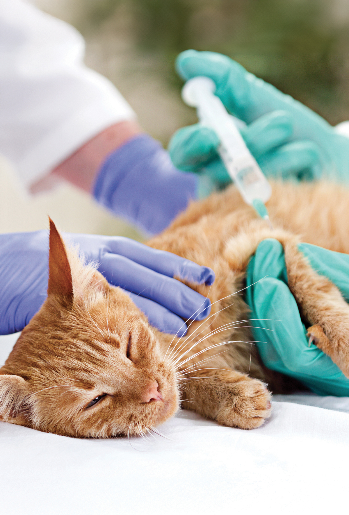 Üç büyüklerde yenilikler; FIV, FeLV, FIP üzerine güncel yaklaşımlar serisi – Bölüm 3