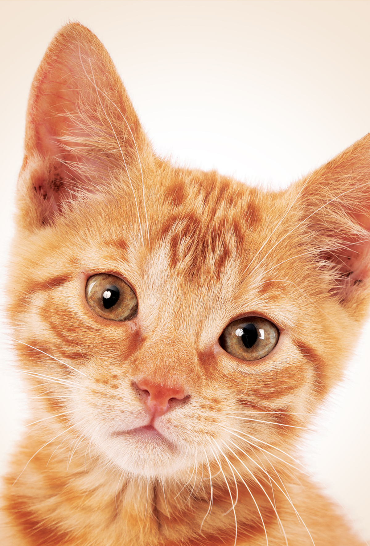 Sarman kedinin renginin genetik kaynağı bulundu