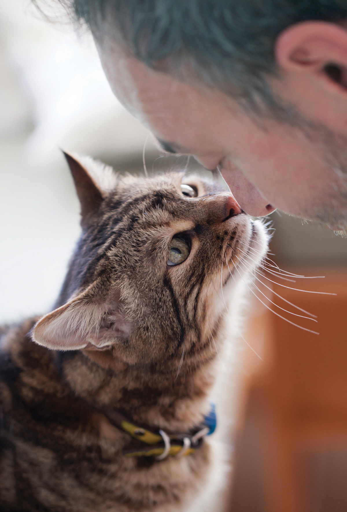 Kediler koku ile tanıdıkları insanları ayırt edebiliyor mu?