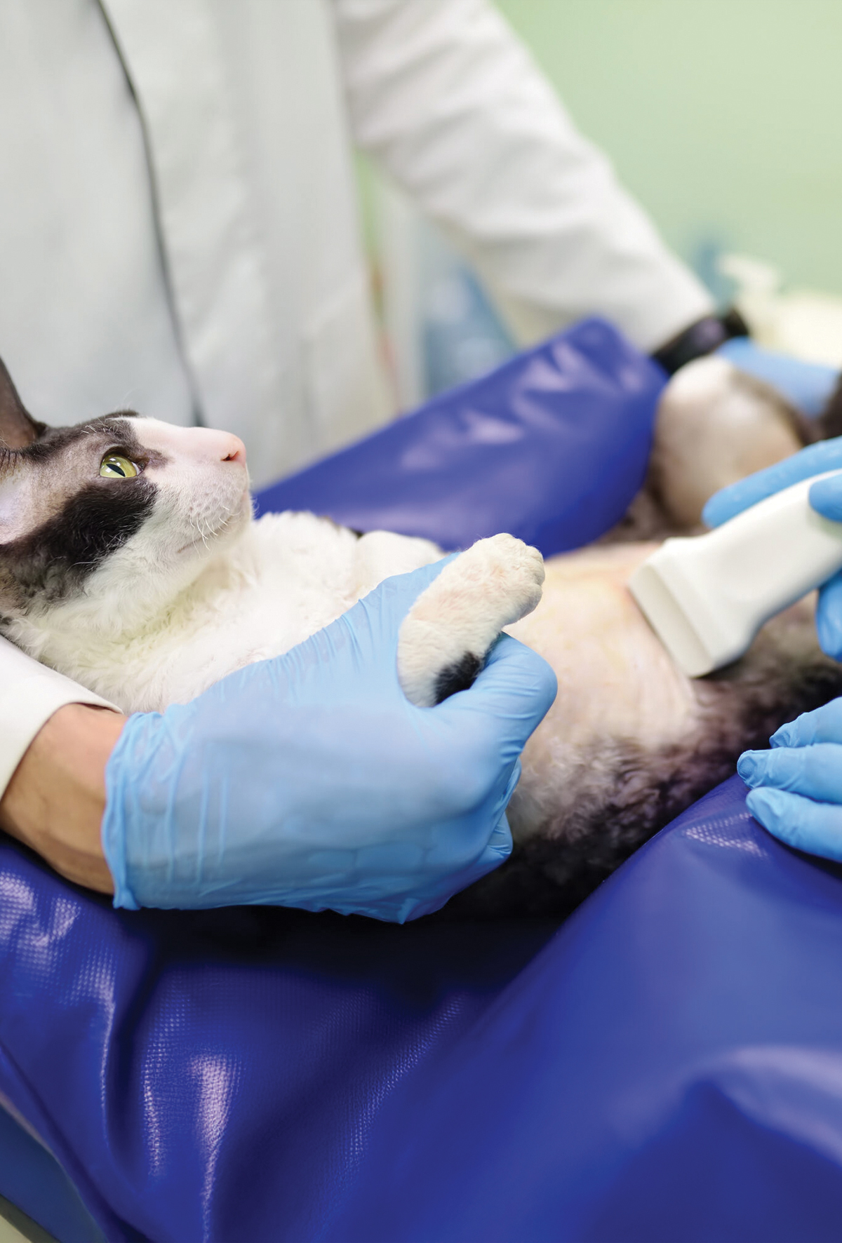 Prazosin kedilerde üretral obstrüksiyonu önlemiyor!