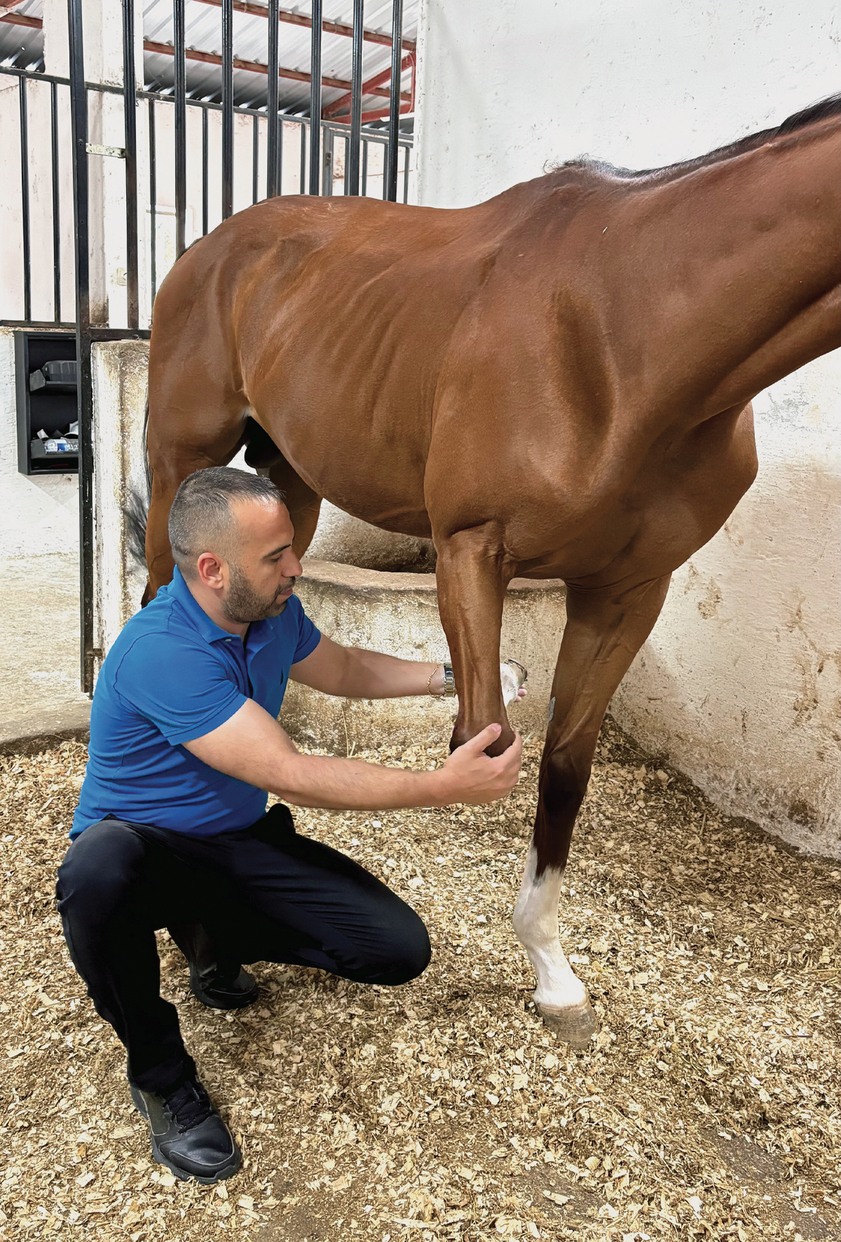 Atlarda inspeksiyon yöntemi ile muayene ve teşhis