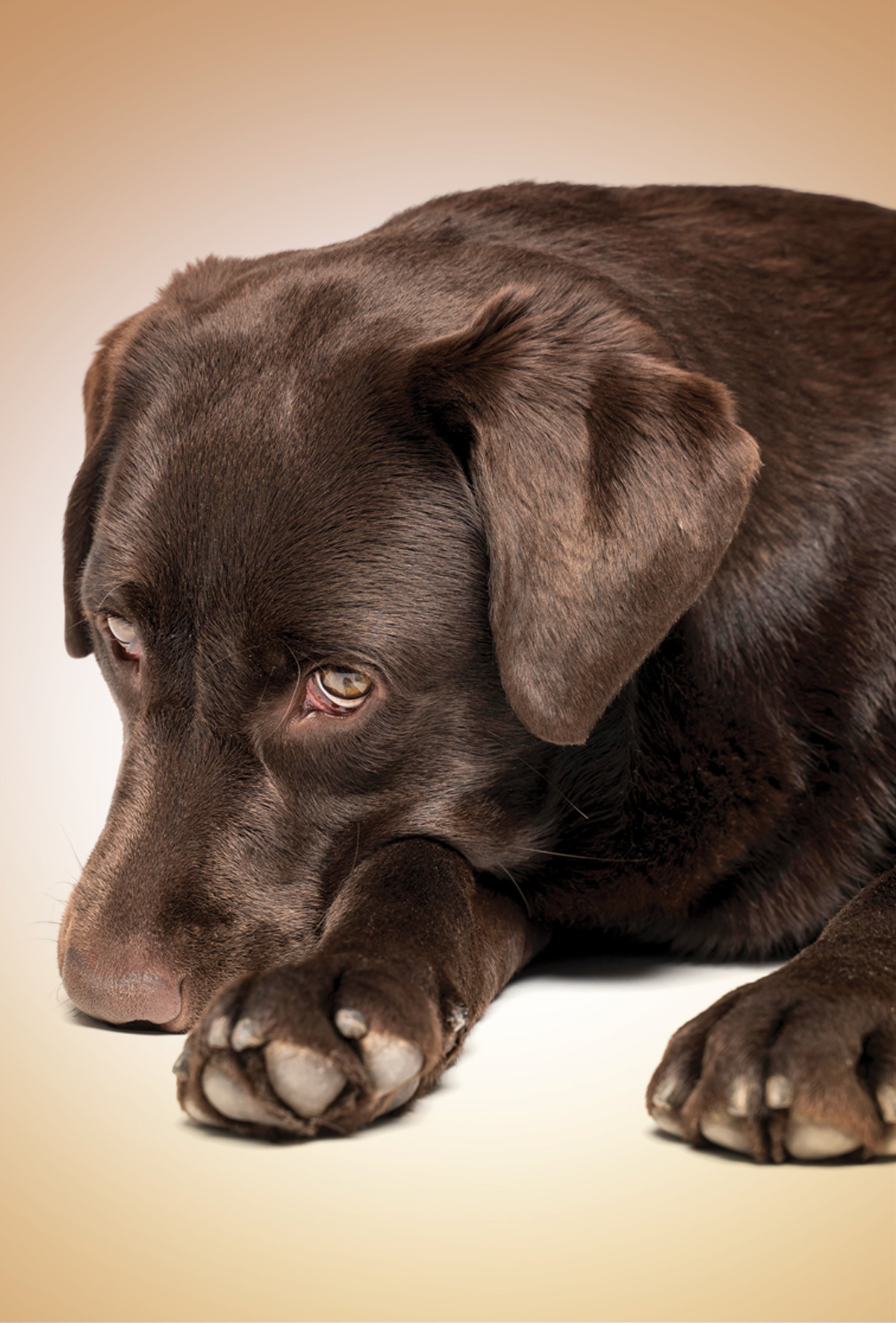 İdiopatik epilepsiye eşlik eden davranış problemleri