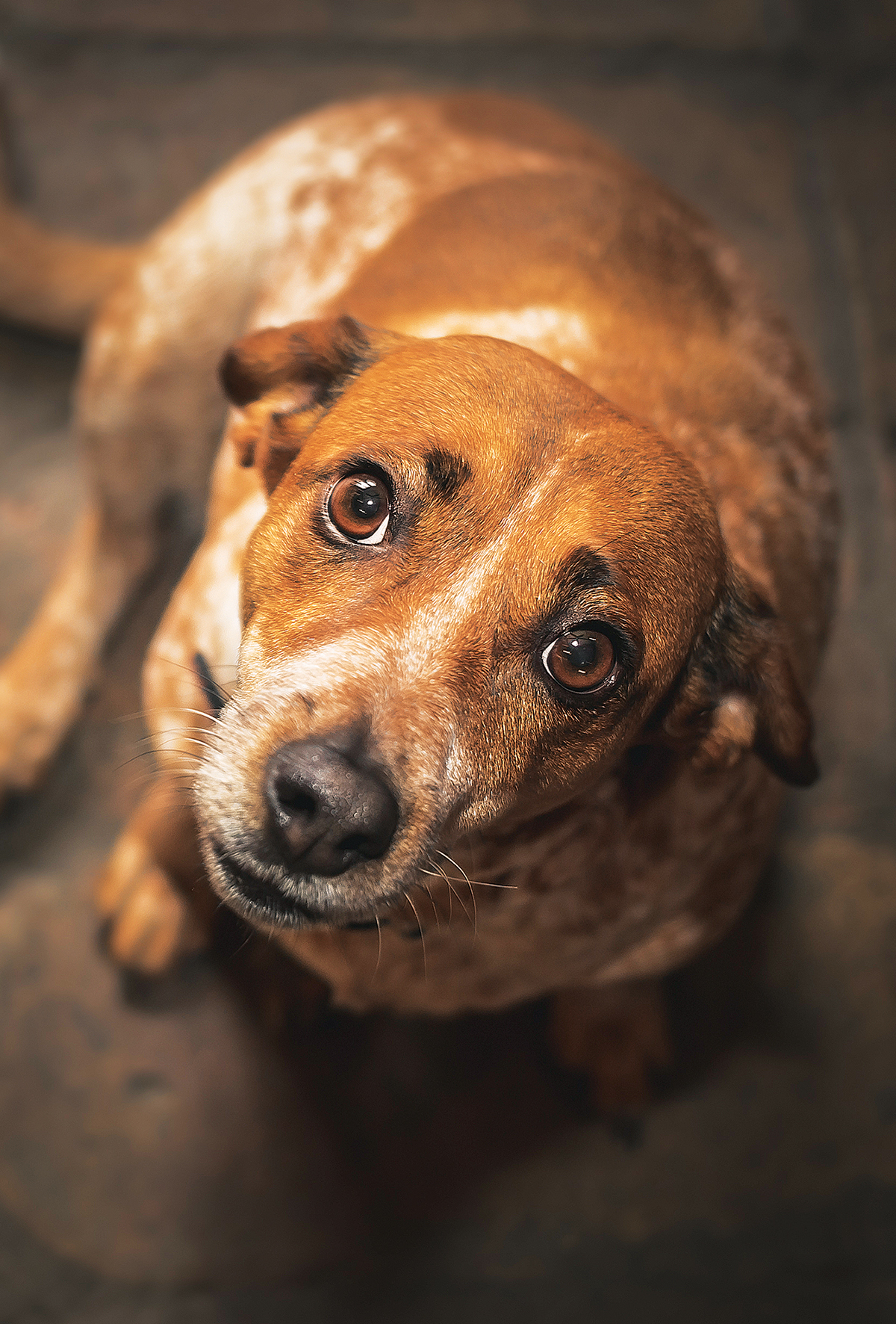 Köpeklerde anksiyete bozuklukları genetik mi?