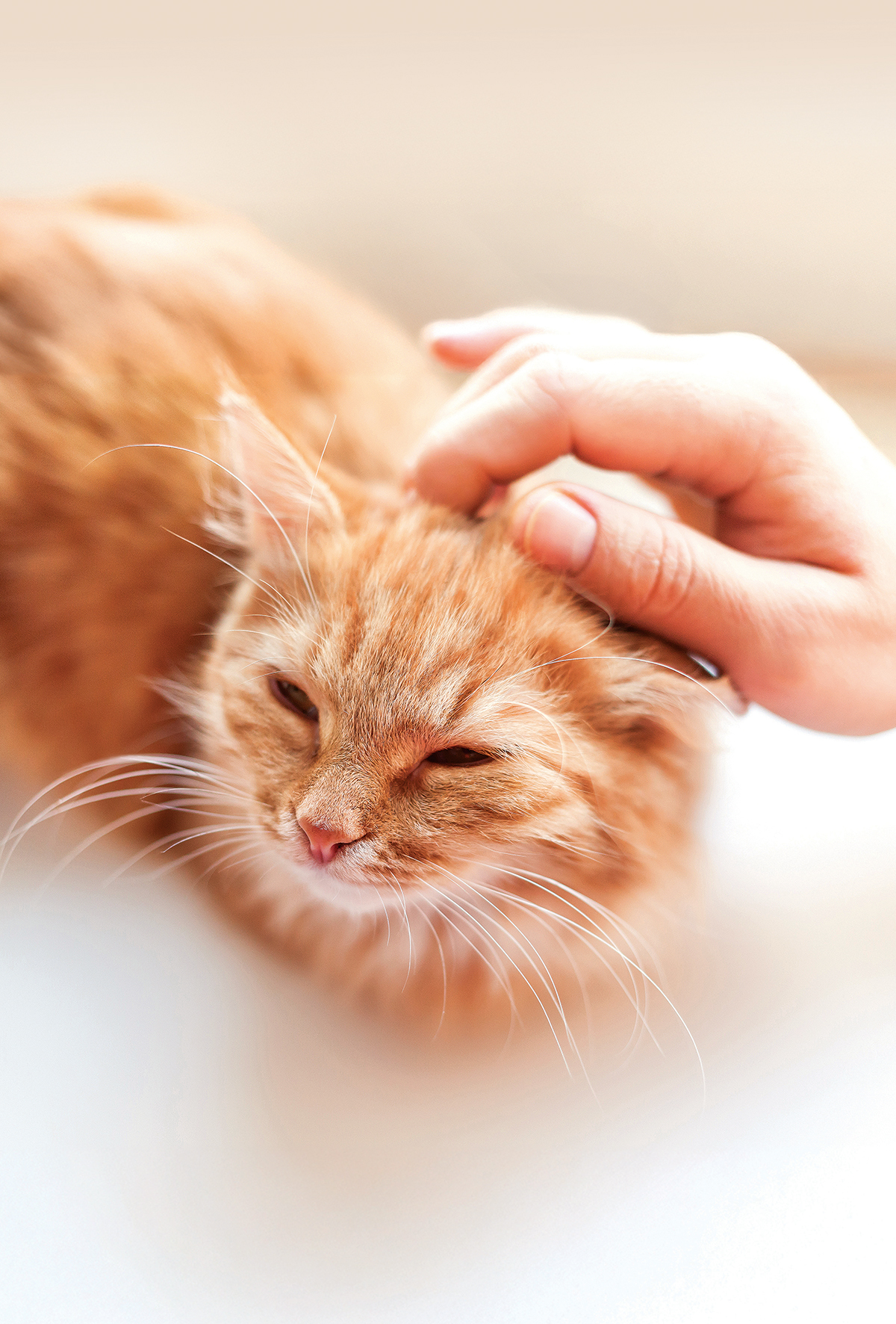 Kedilerde mırıldama doğal bir iyileşme mekanizması mı?