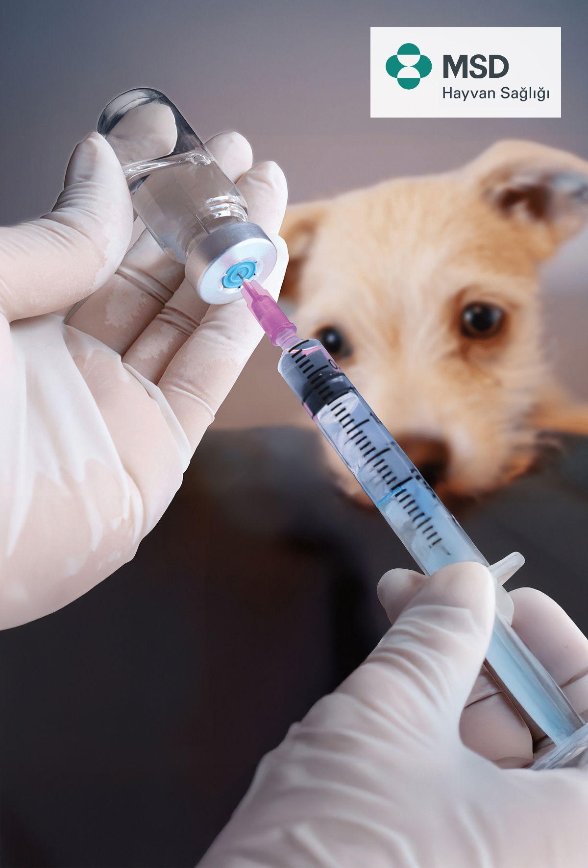 Nobivac KC ile enfeksiyöz köpek trakeobronşitine karşı hızlı bağışıklık