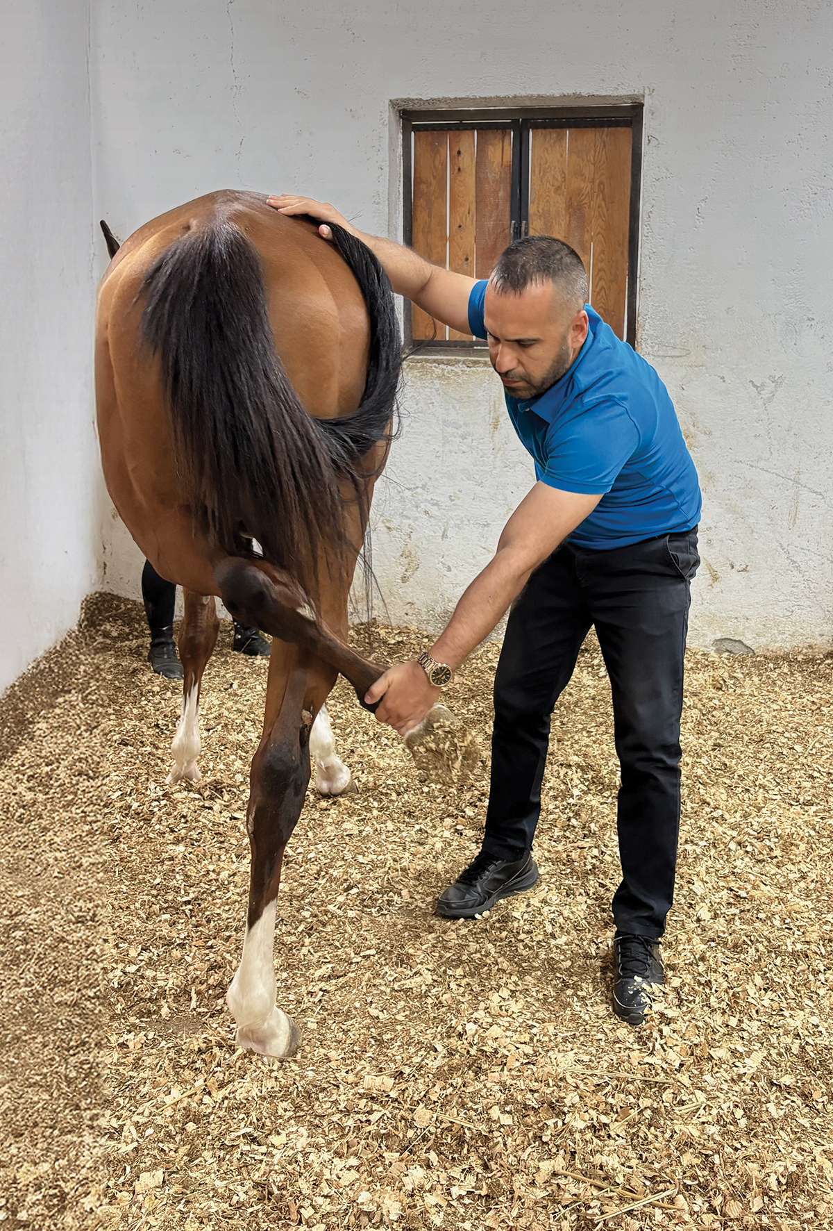 Atlarda fizyoterapi uygulamaları