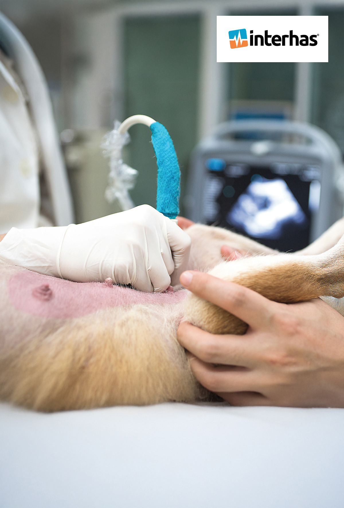 Köpeklerde meme tümörlerinin, tarantula cubensis ekstraktıyla tedavisi