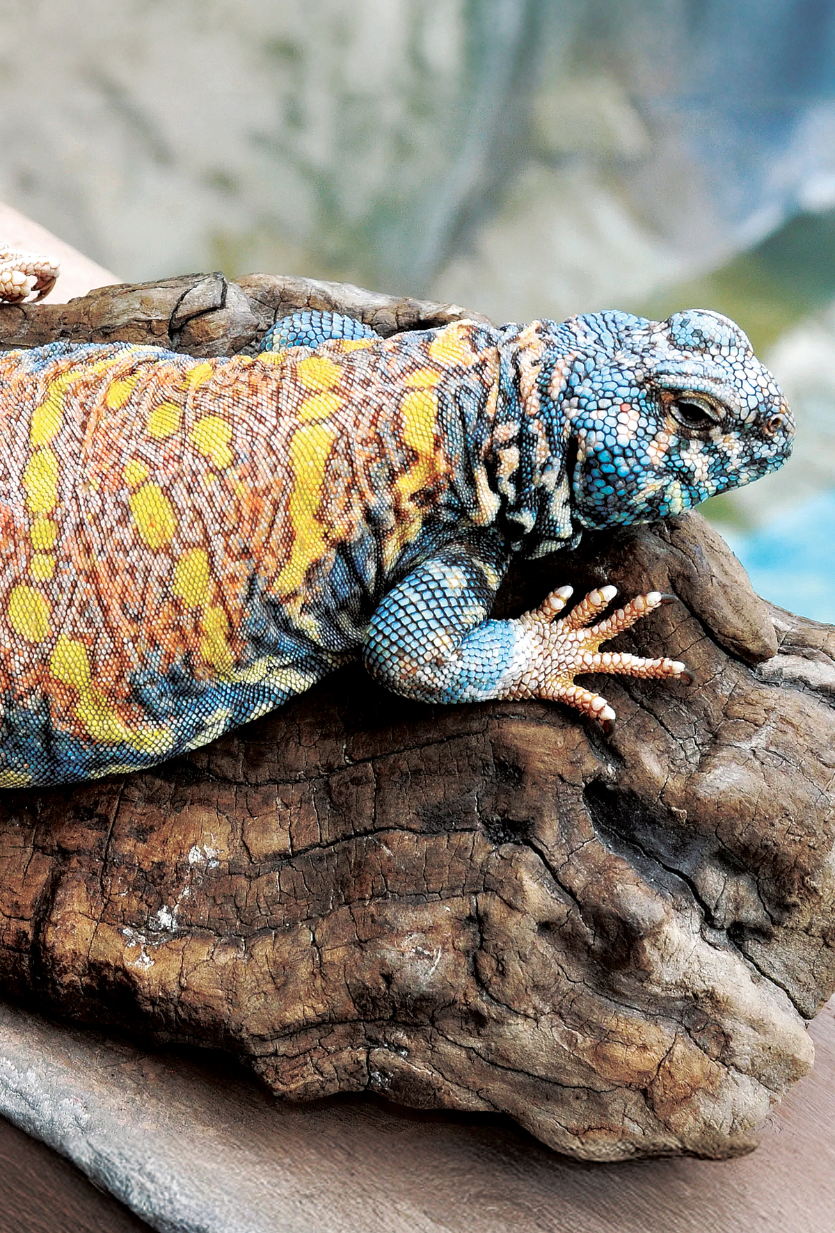 Uromastyx türleri hastalıkları, operasyon ve tedaviler