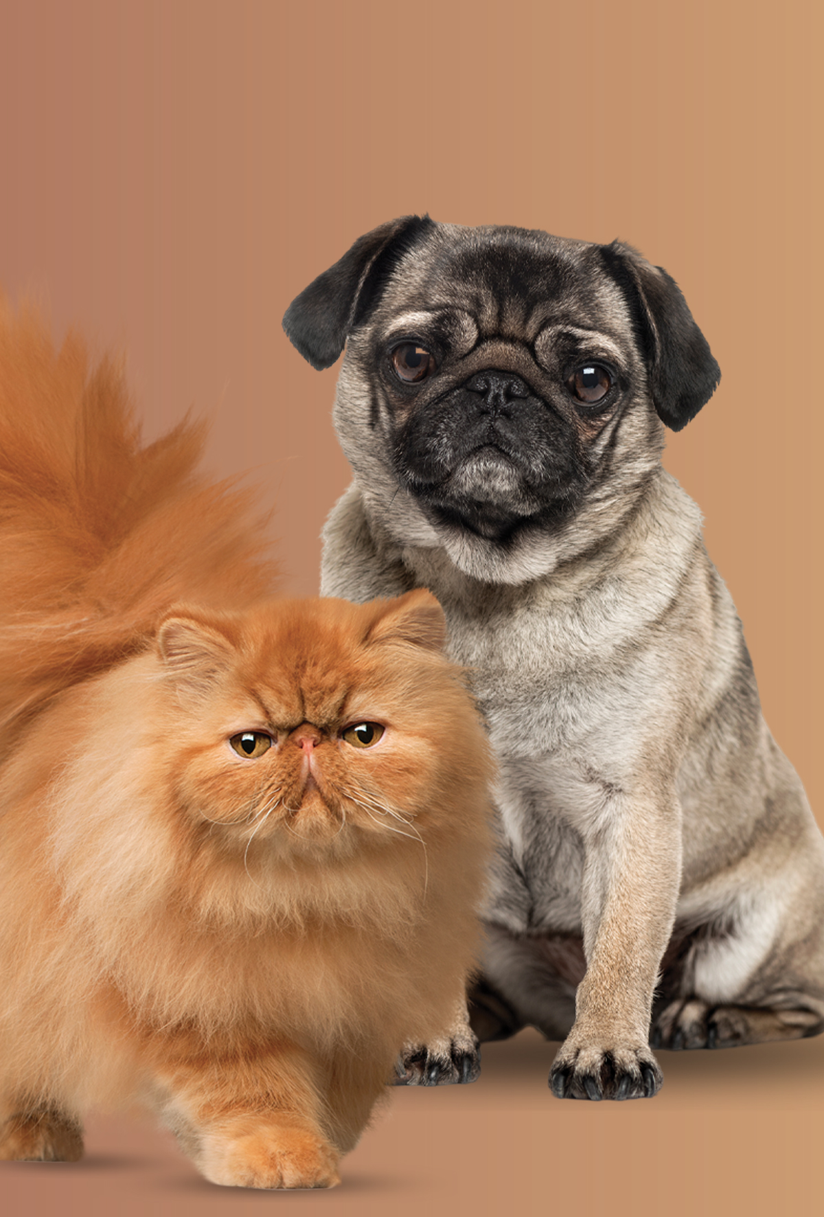 Düz yüzlü kedi ve köpekler arasında “yakınsak evrim”