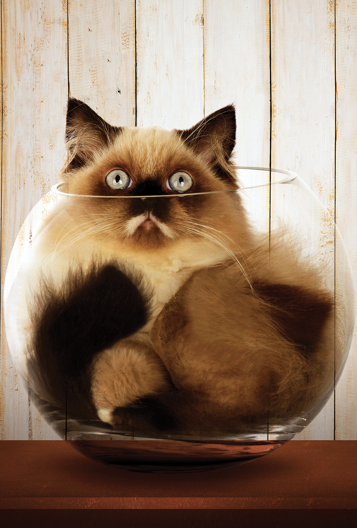 Kediler gerçekten“sıvı gibi” akabiliyor