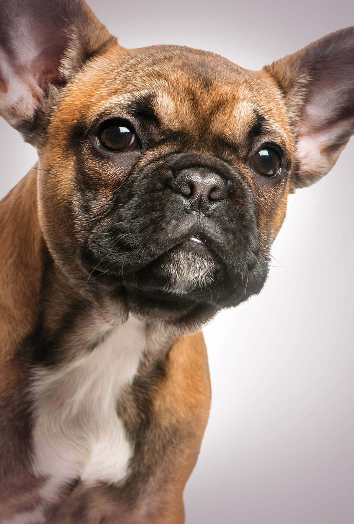 İnsanların estetik tercihi: Kedi ve köpeklerde “bebek yüzü” modası