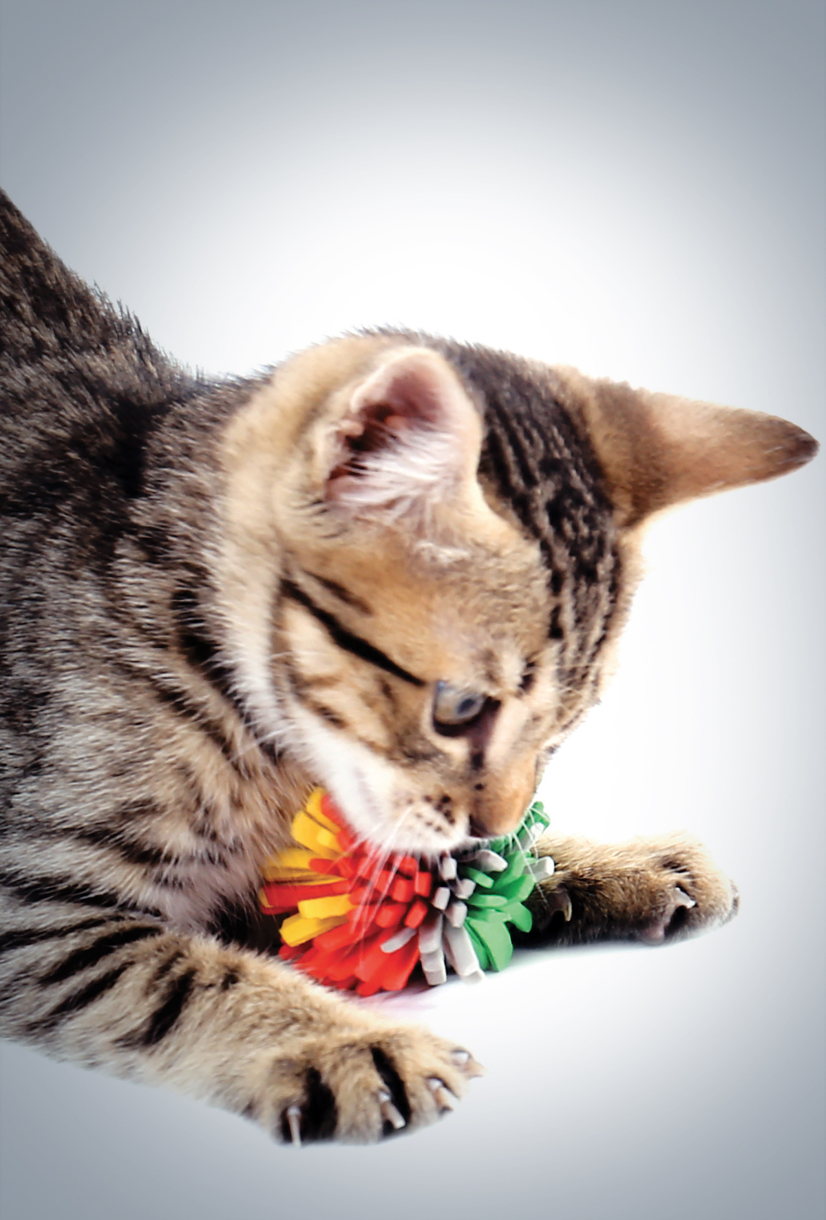 Kediler sandığımızdan daha çok ‘getir’ oyunu oynuyor