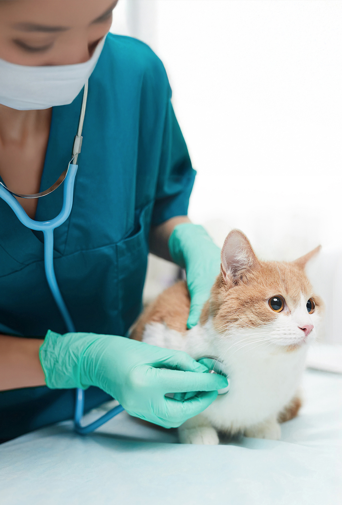 Ayrılamayan ikili: Kalp hastalıkları ve pankreatitler