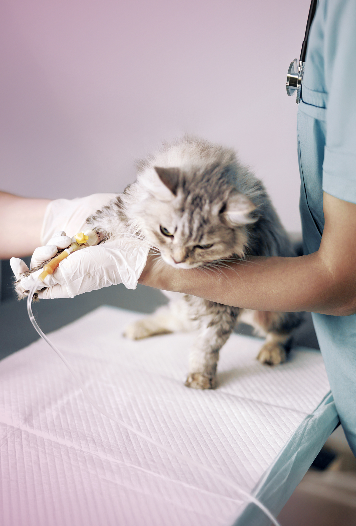 Kedi Enfeksiyöz Peritonit (FIP): Etiyoloji, patogenez ve teşhis